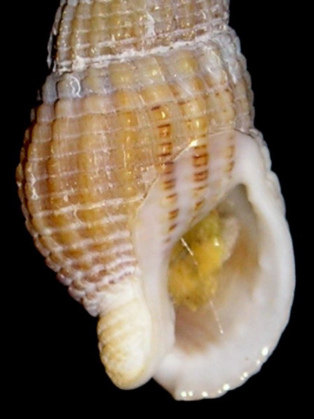 Nassarius reticulatus (L., 1758)